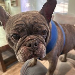 Dan’s Gym - Dekkers (Dan's Dog)