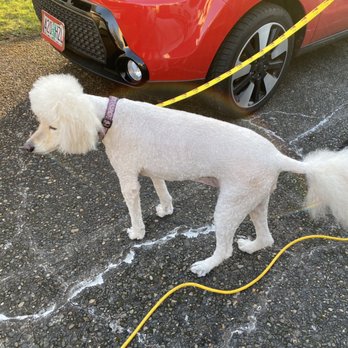 You Dirty Dog - all done check out my fluffy crown and tail - Pet Groomers Near Me
