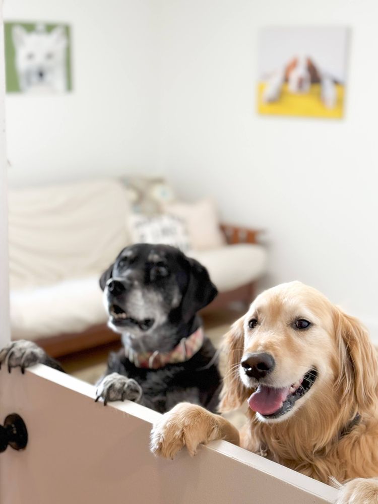 Main Street Pet Resort and Spa - pet boarding facility in Cornelius, NC