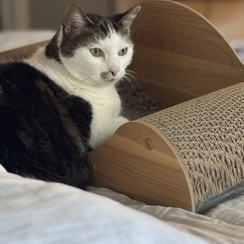 Pet Food Express - New cat scratcher( which is also a lounger) - Pet Stores Near Me - Napa, California