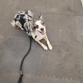 Ruff Tales - Looks at me pose! - Pet Training Near Me - Houston, Texas Ruff Tales - Looks at me pose! - Pet Training Near Me - Houston, Texas