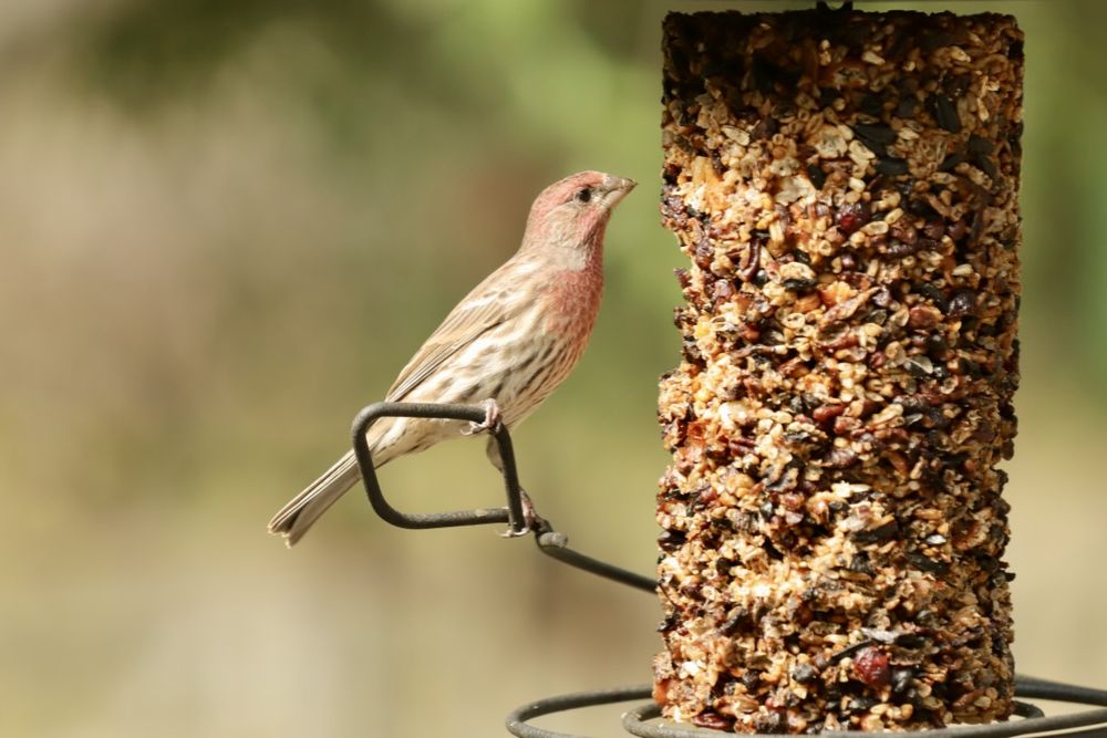 Wild Birds Unlimited Image