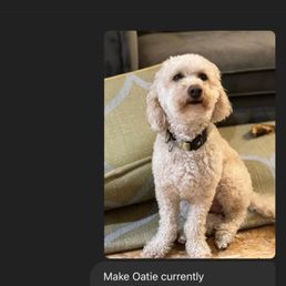 Oatie could not come along Oatie could not come along