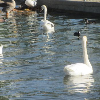Lake Balboa/Anthony C. Beilenson Park - Parks Near Me - Van Nuys, California Lake Balboa/Anthony C. Beilenson Park - Parks Near Me - Van Nuys, California