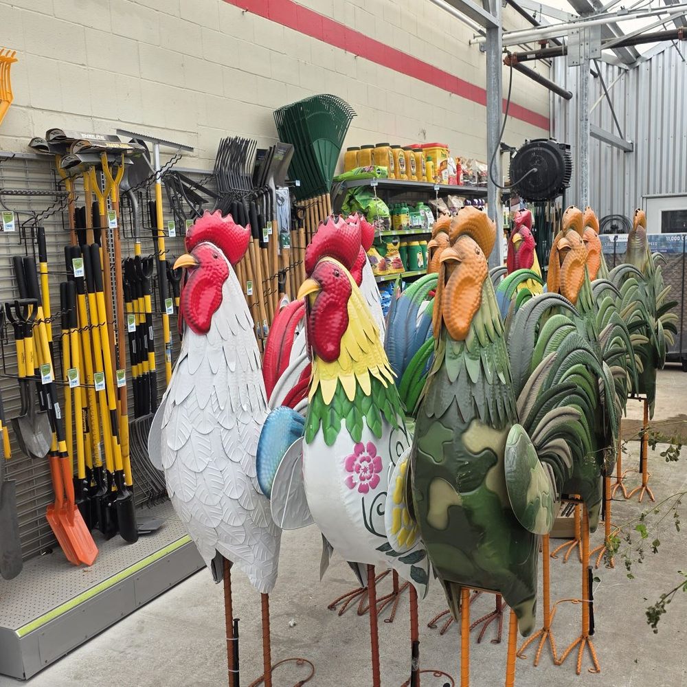 Tractor Supply - 6 foot roosters for yard art... I'll pass. - Hardware Stores Near Me - Edinburg, Texas Tractor Supply - 6 foot roosters for yard art... I'll pass. - Hardware Stores Near Me - Edinburg, Texas