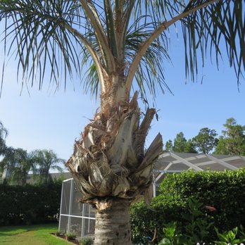 Albert & Ellis Landscaping & Tree Service  - After a trim?!? - Tree Services Near Me - Tampa, Florida