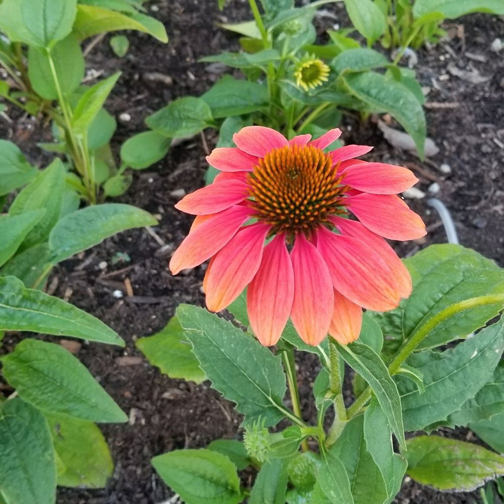 Pedro Park - Community Gardens Near Me - Saint Paul, Minnesota Pedro Park - Community Gardens Near Me - Saint Paul, Minnesota