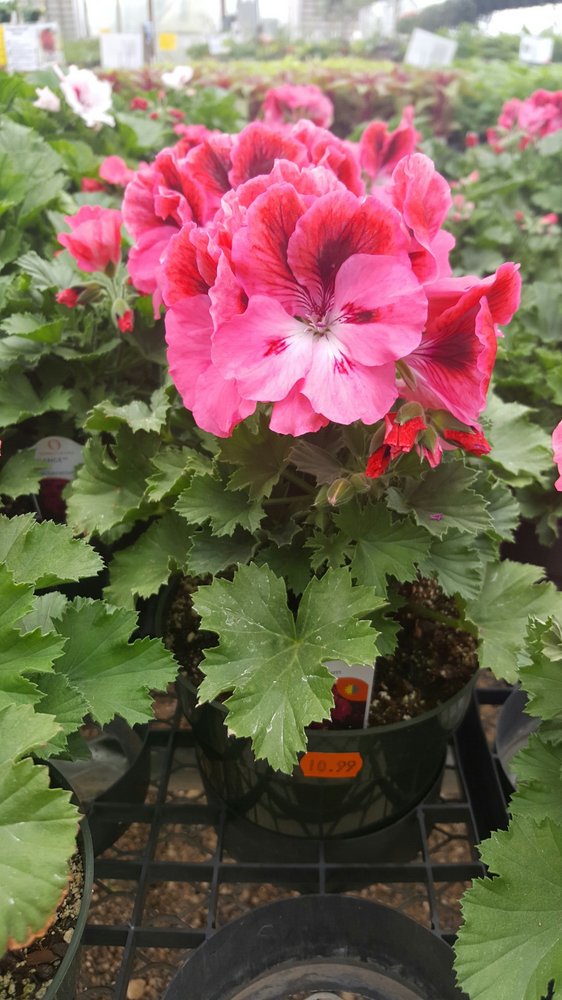 GROTH’S GARDENS & GREENHOUSES Updated August 2024 2451 Cumming Rd