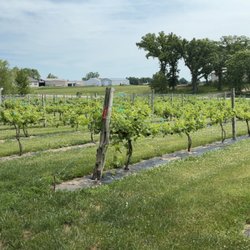The vineyard