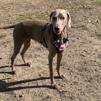 Niles Ave Dog Park - Pretty girl - Dog Parks Near Me - South Bend, Indiana Niles Ave Dog Park - Pretty girl - Dog Parks Near Me - South Bend, Indiana
