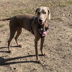 Niles Ave Dog Park - Pretty girl