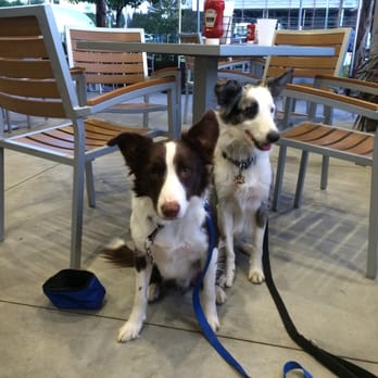 Pawsitive Walks - Sky and Simba behave perfectly out at dinner. - Dog Walkers Near Me Pawsitive Walks - Sky and Simba behave perfectly out at dinner. - Dog Walkers Near Me