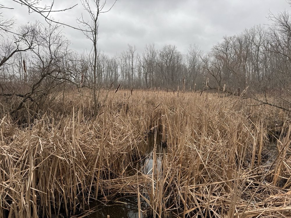 Island Cottage Woods Preserve