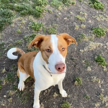 Finding A Best Friend Rescue - Pet Adoption Near Me Finding A Best Friend Rescue - Pet Adoption Near Me