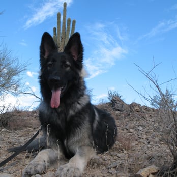 Team Canine - Buddha~Bear - Pet Training Near Me