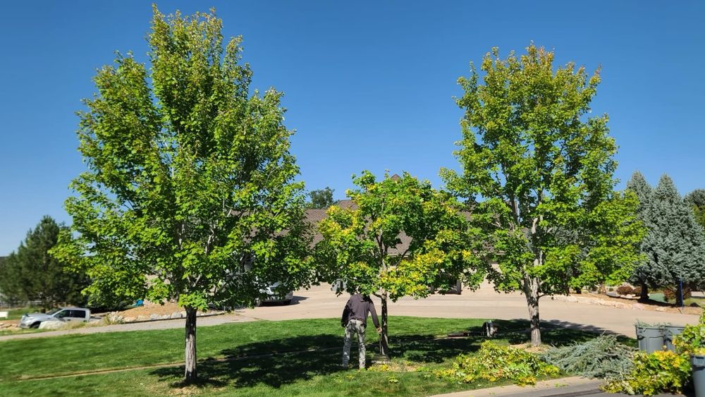 Ruben’s R Tree Service - tree service in Provo, UT