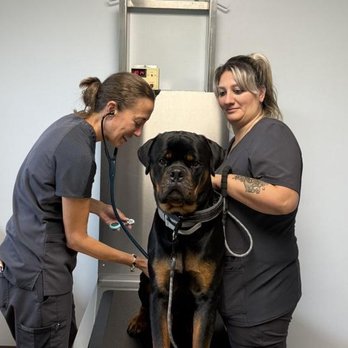 Jamestown Veterinary Hospital - Veterinarians Near Me - Jamestown, New York Jamestown Veterinary Hospital - Veterinarians Near Me - Jamestown, New York