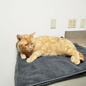 Northwest Veterinary Imaging - Indiana enjoying the clean towel they left out for him - Veterinarians Near Me - Mountlake Terrace, Washington Northwest Veterinary Imaging - Indiana enjoying the clean towel they left out for him - Veterinarians Near Me - Mountlake Terrace, Washington