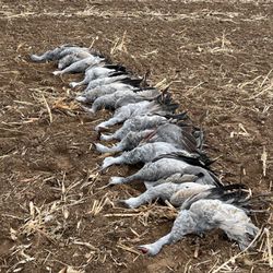 Dust Devil Outfitters