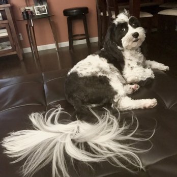 Groom & Board - Pet Groomers Near Me - Placentia, California