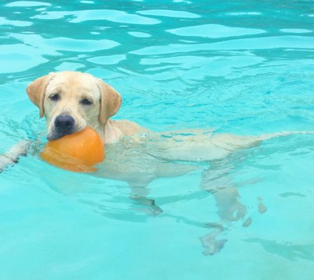 Action Pack Dog Center Round Rock 38 Photos 75 Reviews Pet Sitting 4 Lake Dr Round Rock Tx Phone Number Yelp