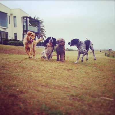 social dog walking groups near me