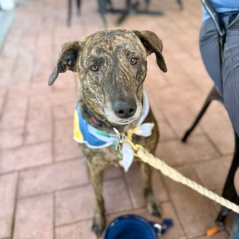 Peach Valley Café - Patio area- Dog friendly - Breakfast & Brunch Near Me - Mount Dora, Florida Peach Valley Café - Patio area- Dog friendly - Breakfast & Brunch Near Me - Mount Dora, Florida
