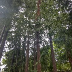 The Sitting Room - Redwood grove in the yard