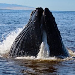 SLO Tours - Whale Watching in Avila Beach