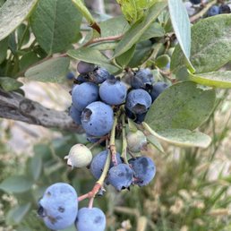 Berry yummy blueberries!! Berry yummy blueberries!!