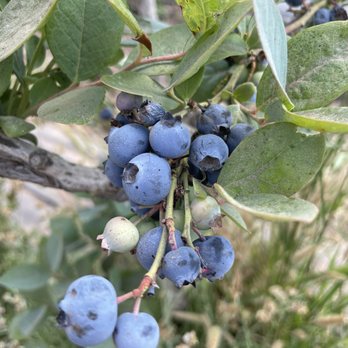 U-Pick Blueberries - Berry yummy blueberries!! - Pick Your Own Farms Near Me - Santa Maria, California U-Pick Blueberries - Berry yummy blueberries!! - Pick Your Own Farms Near Me - Santa Maria, California