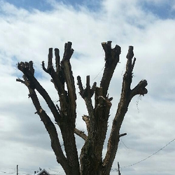 Tree Trouble