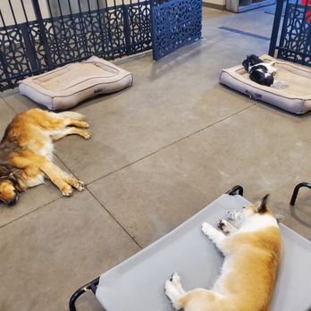 Free Range Boarding - Pet Boarding Near Me - Spokane, Washington Free Range Boarding - Pet Boarding Near Me - Spokane, Washington