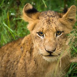 Fish Eagle Safaris - Young cub in the green season