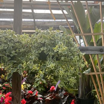 Habig Garden Shops - Hanging basket with foliage - Nurseries & Gardening Near Me - Indianapolis, Indiana
