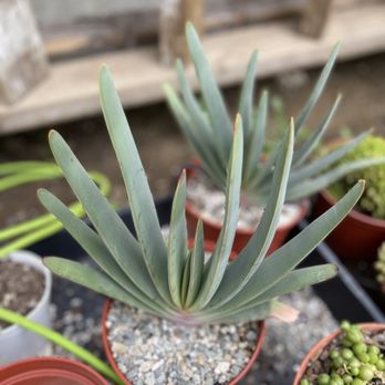 Mezcala Nursery - Aloe plicatilis / Fan Aloe - Nurseries & Gardening Near Me - Long Beach, California Mezcala Nursery - Aloe plicatilis / Fan Aloe - Nurseries & Gardening Near Me - Long Beach, California