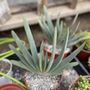 Photo of Mezcala Nursery