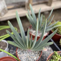Mezcala Nursery - Aloe plicatilis / Fan Aloe