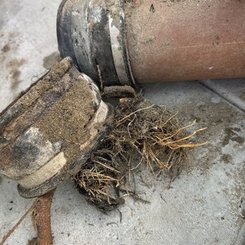 Pristine Plumbing Solutions - Big root blocking our old pipe. - Plumbing Near Me - Yucca Valley, California Pristine Plumbing Solutions - Big root blocking our old pipe. - Plumbing Near Me - Yucca Valley, California