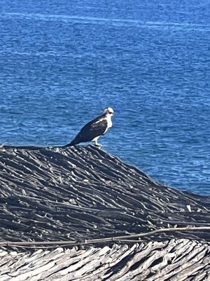 Esperanza, Auberge Collection by null