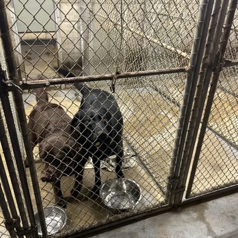 Small Animal Clinic Ellsworth: Trusted Care for Your Pets