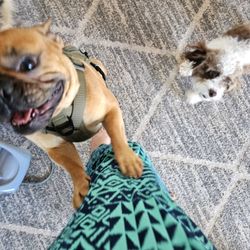 Momma Ashton's pet sitting and grooming Gift Card