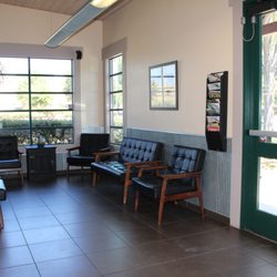 merle french bulldog stud