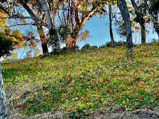 Elysian Park by null