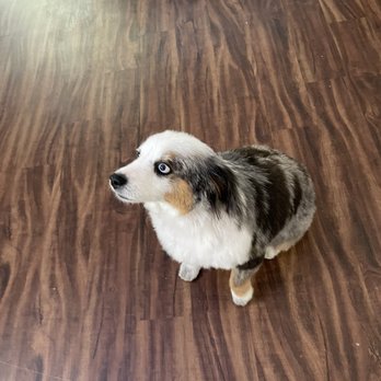 WAGGERS - Pet Groomers Near Me - Sacramento, California WAGGERS - Pet Groomers Near Me - Sacramento, California