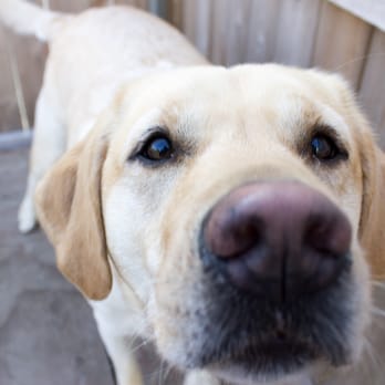 The Dog Spot - Pet Sitting Near Me - Ankeny, Iowa The Dog Spot - Pet Sitting Near Me - Ankeny, Iowa