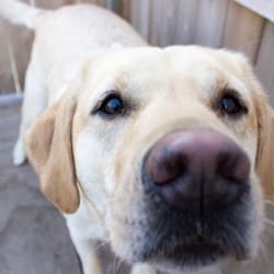The Dog Spot