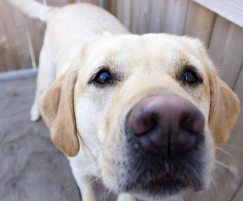 THE DOG SPOT 124 SE Shurfine Dr, Ankeny, Iowa Pet Sitting Phone