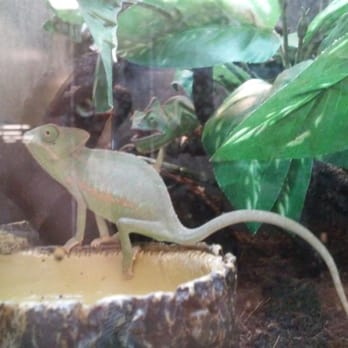 PetSmart - Two healthy, bright green veiled chameleons! I'm astonished by how relaxed and comfortable they appear to be. - Pet Training Near Me - Victorville, California PetSmart - Two healthy, bright green veiled chameleons! I'm astonished by how relaxed and comfortable they appear to be. - Pet Training Near Me - Victorville, California