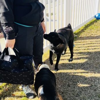 Pawsitive Collective - Pet Training Near Me Pawsitive Collective - Pet Training Near Me